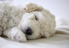 best puppy picture for my application.jpg