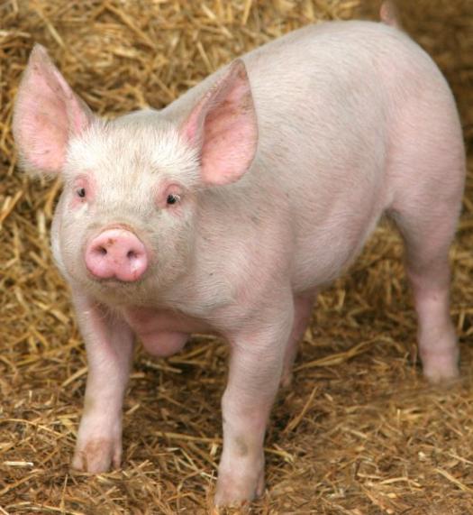 cute-pig.jpg