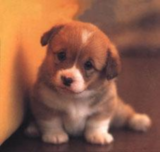 cute puppy guy.png