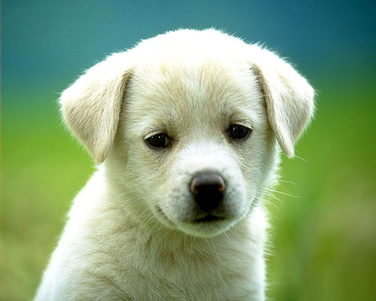 puppy-wallpaper-dancing-little-animals-28654684-1280-1024.jpg