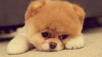 Doggy.jpg