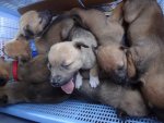 1341214651_407564861_1-AWESOME-PUPPIES-FOR-SALE---Belgian-and-Pitbull-mix-Cabantian.jpeg
