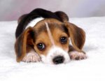 Puppie!.jpg