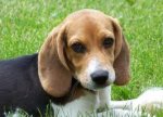 Beagle.aww.jpg