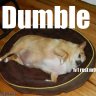 DumbleDoar