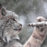 AustralianLynx