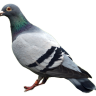 PigeonClan