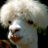 llamalover
