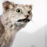 Fossa