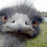 Crazy_Emu