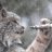 AustralianLynx
