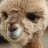 Prospective