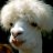 llamalover