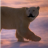 Drybear1998